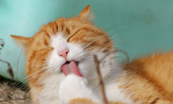 猫咪养成游戏大全 猫咪养成游戏大全